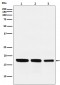 GABARAP (11T4) Rabbit Monoclonal Antibody